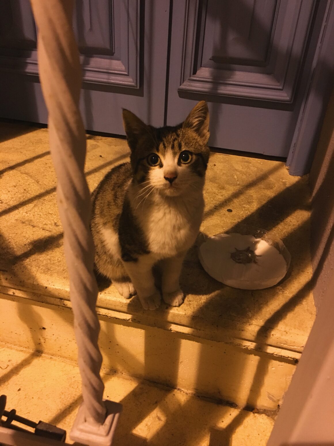 Istanbul / Kitten Needs a Home