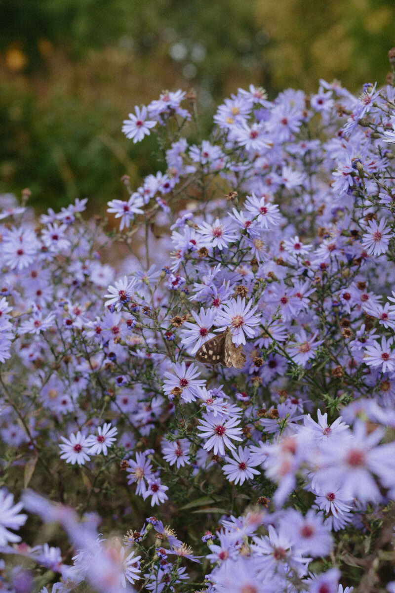 The Butterfly Shaman